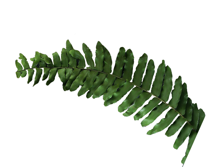 Leaf 1@2x